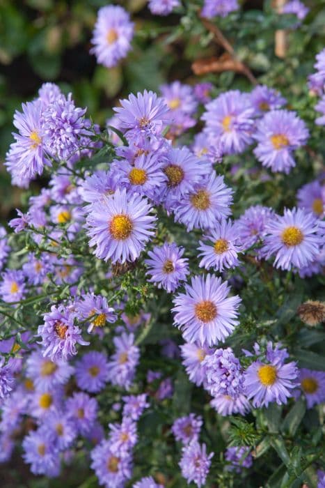 Michaelmas daisy 'Ada Ballard'