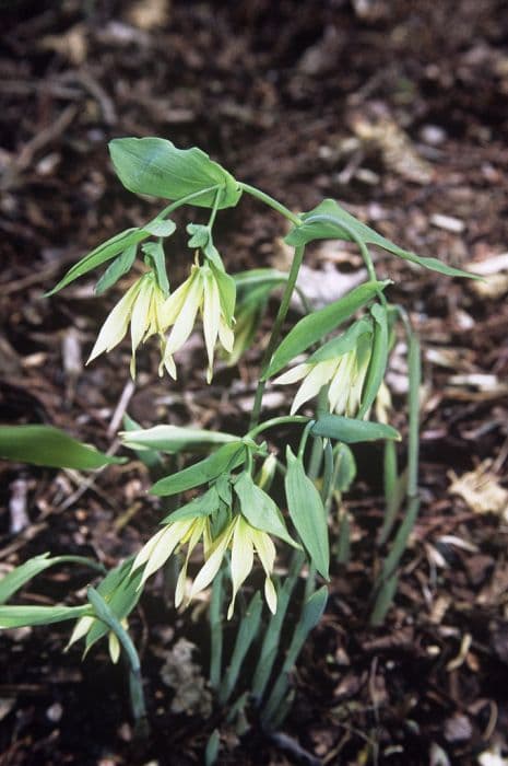 greenish bellwort