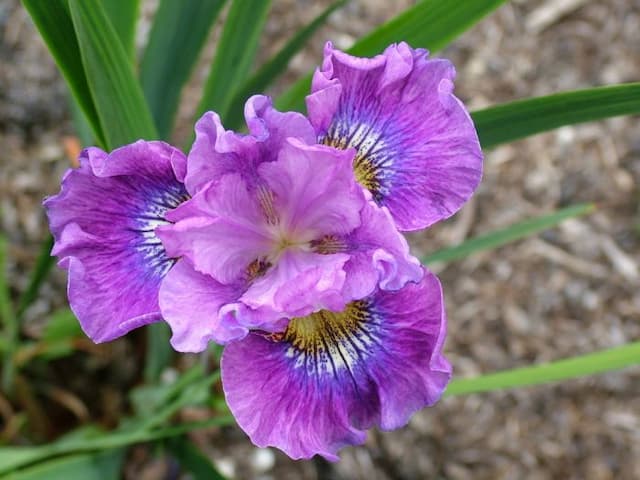 Siberian iris 'Strawberry Fair'
