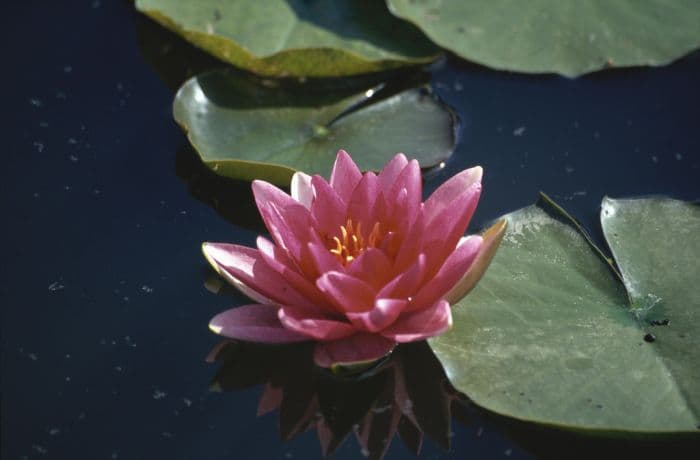 waterlily 'Conqueror'