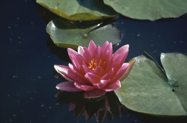 Waterlily 'Conqueror'