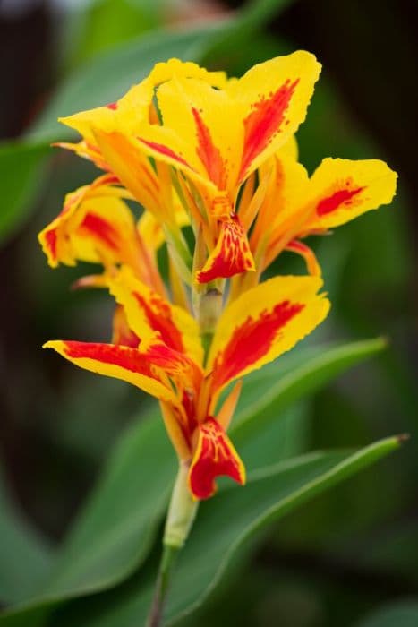 canna 'Königin Charlotte'