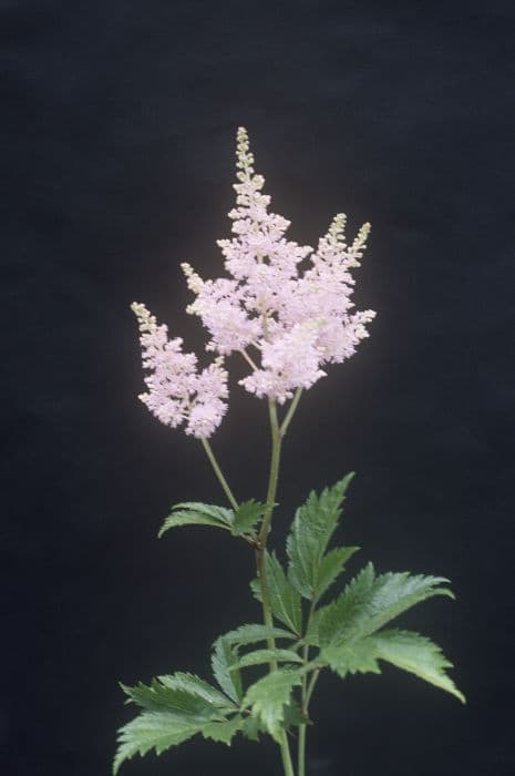 astilbe 'Zuster Theresa'