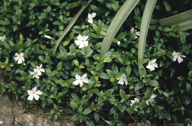 Small white periwinkle