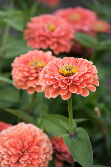 zinnia 'Benary's Giant Salmon Rose'