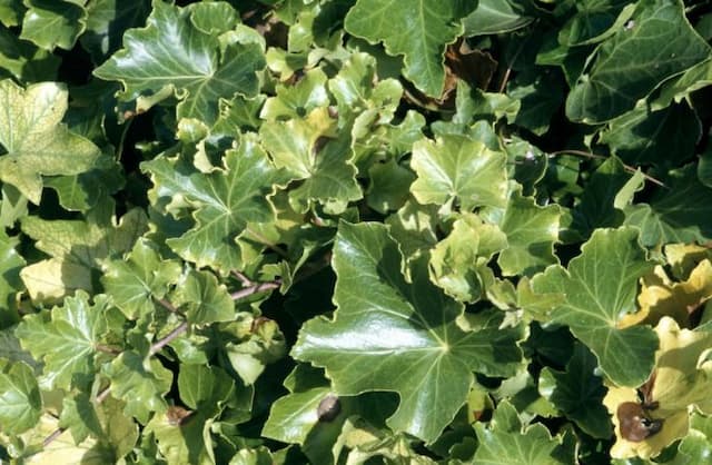 Ivy 'Parsley Crested'