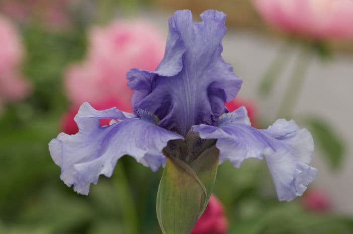 iris 'Alexia'