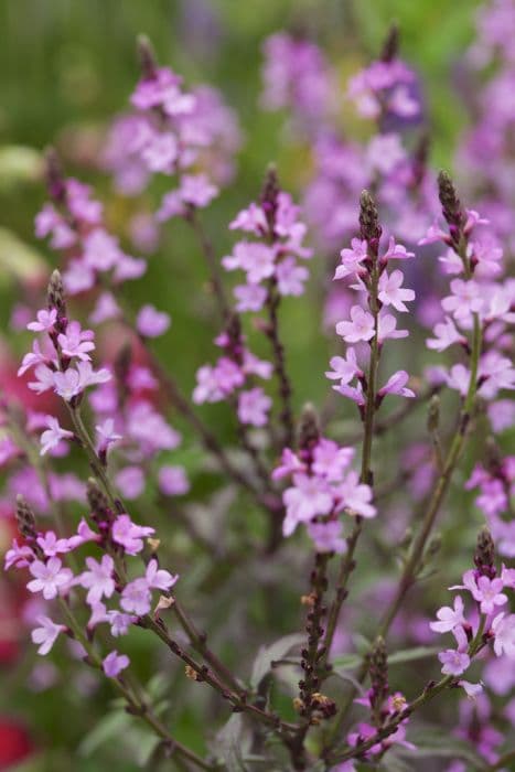 vervain 'Bampton'