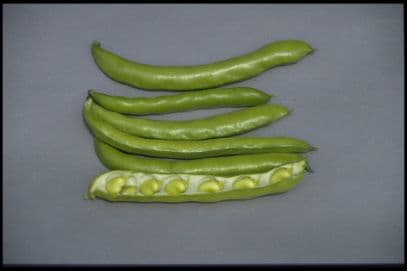 Bean (broad) 'Imperial Green Longpod'