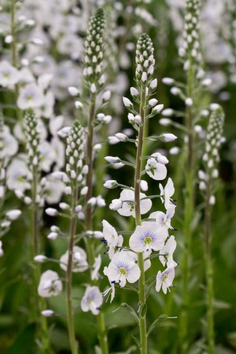 gentian speedwell 'Tissington White'