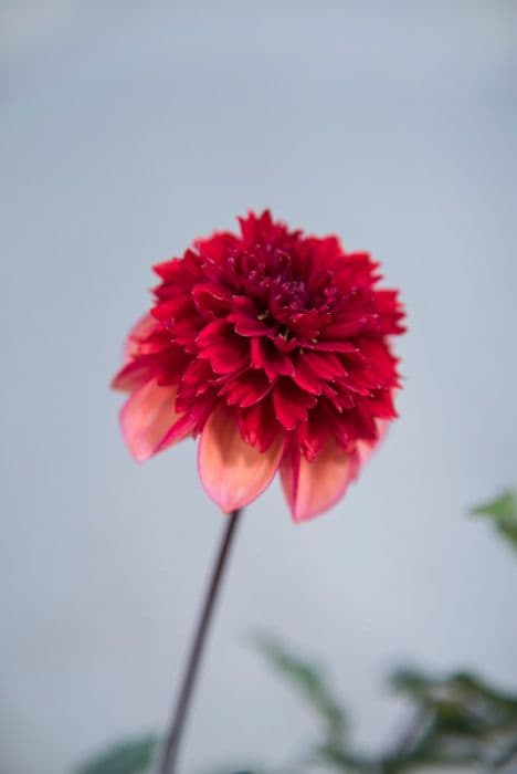 dahlia 'Gitty Up'