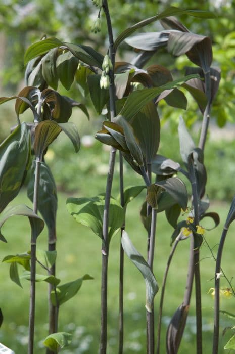 garden Solomon's seal 'Betberg'