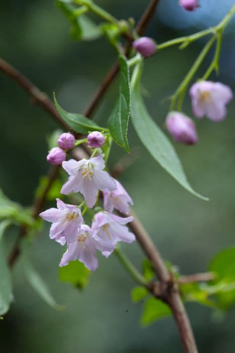 rose deutzia