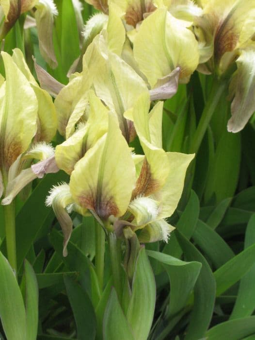 Sweet-scented iris