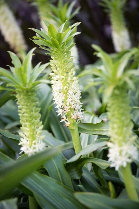 pineapple lily 'Playa Blanca'