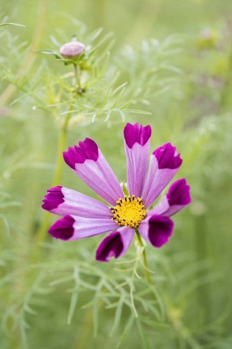 cosmea 'Pied Piper Red'