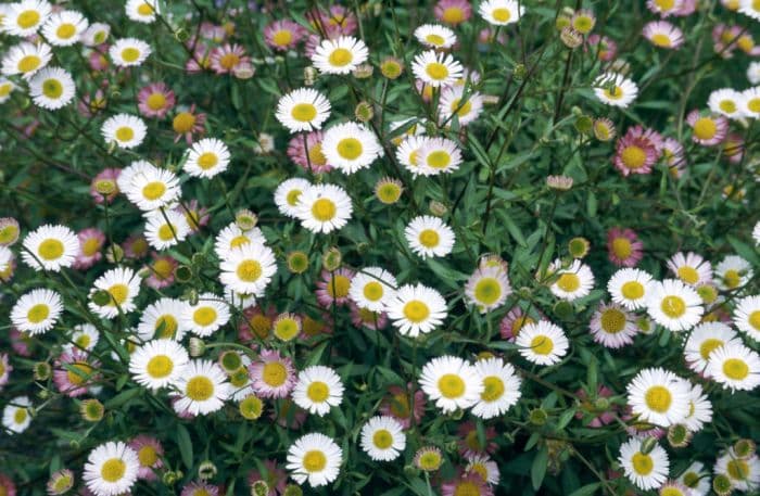 Mexican fleabane