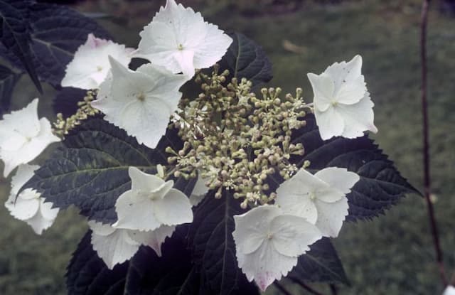 Hydrangea 'Beni-gaku'