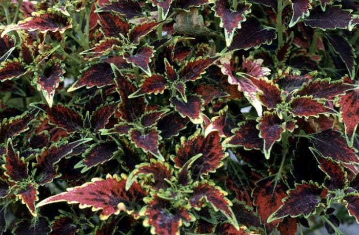 coleus 'Royal Scot'