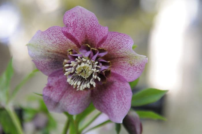 hellebore 'Tutu'