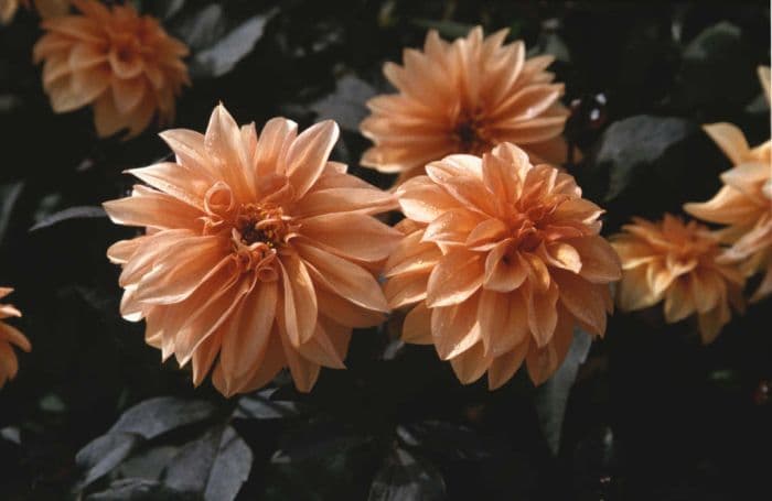 dahlia 'Aylett's Gaiety'