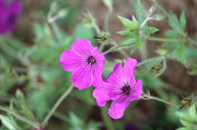 Cranesbill 'Red Admiral'