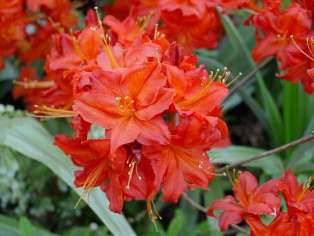 Rhododendron 'Satan'