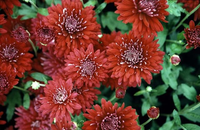 Chrysanthemum 'Royal Knight'