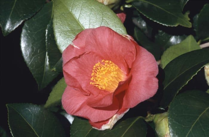 camellia 'Jupiter'