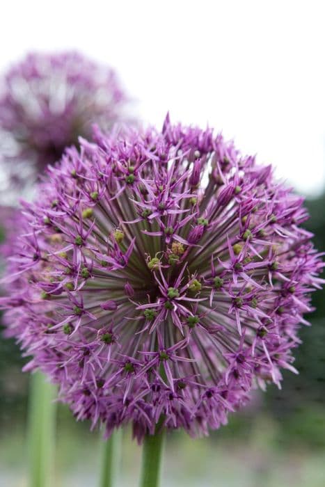 allium 'Atlas'