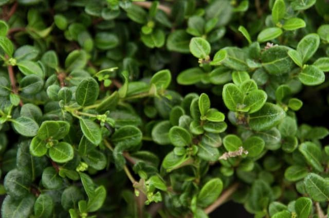 Creeping honeysuckle 'Little Honey'