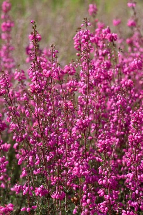 bell heather 'Stephen Davis'