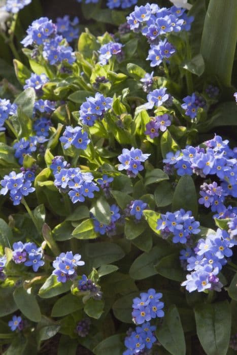 forget-me-not 'Bluesylva'