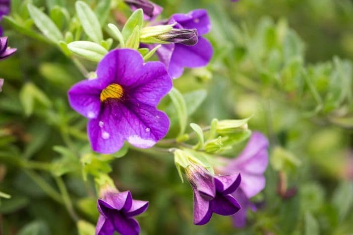 calibrachoa [Million Bells Trailing Topaz]