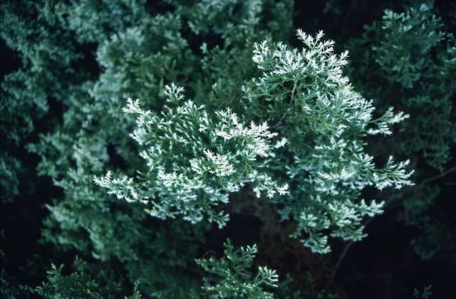 Sawara cypress 'Squarrosa Sulphurea'