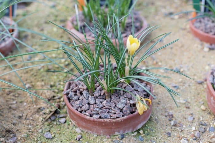 crocus 'Romance'