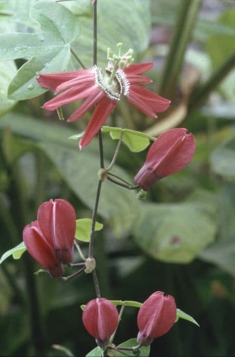 red passion flower