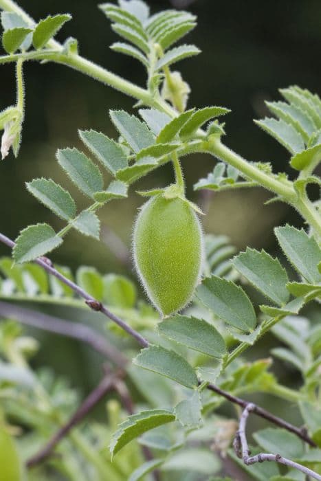 chickpea milk vetch