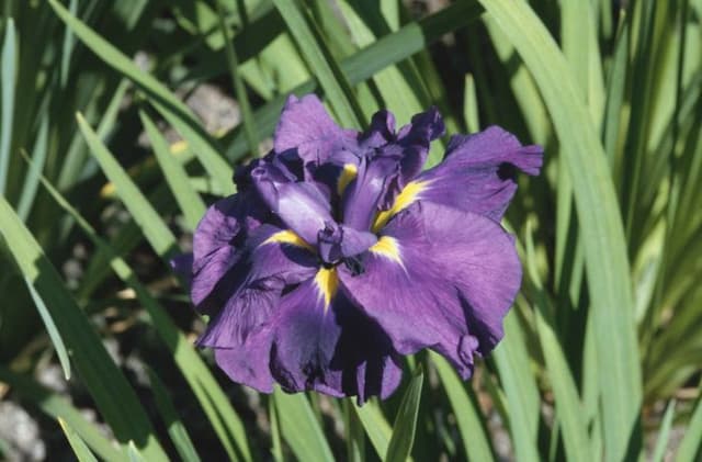 Japanese water iris 'Give-me-Patience'