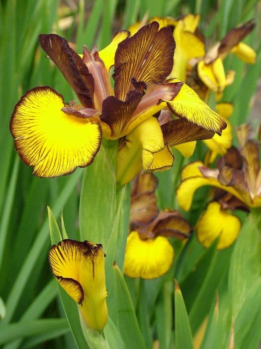 iris 'Falcon's Crest'