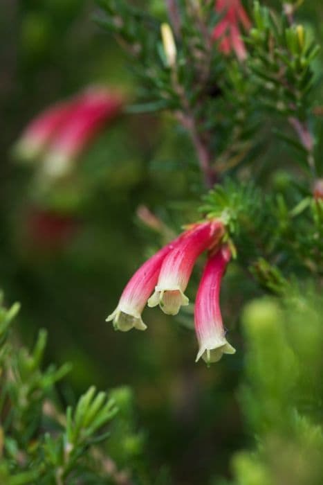 colour-changing heath