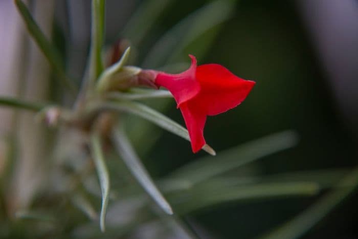 Albert's air plant