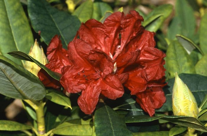 rhododendron 'Vulcan'