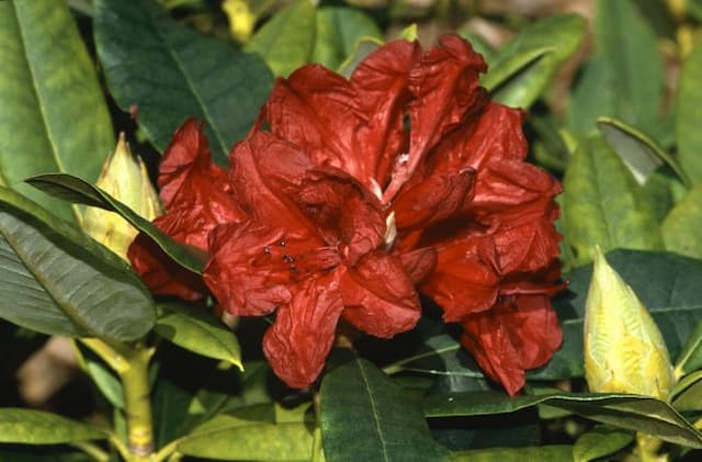 Rhododendron 'Vulcan'