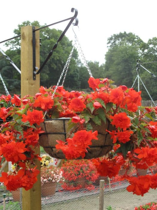 begonia 'Victoria Falls'