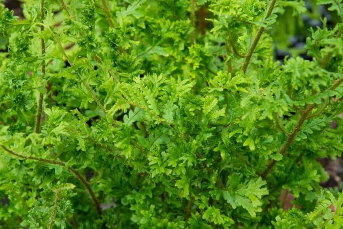 scaly male fern 'Grandiceps Askew'