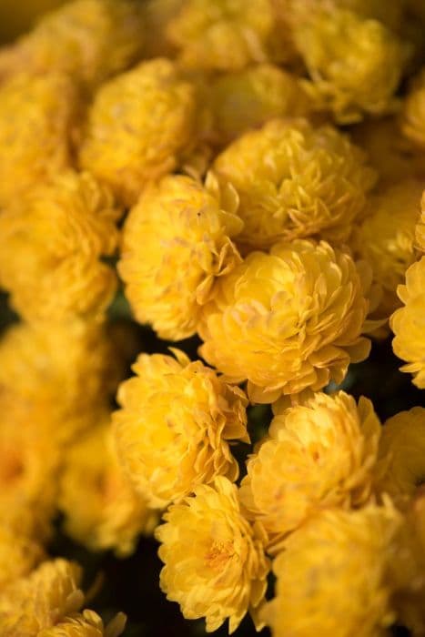 Chrysanthemum 'Yoggi Gold'