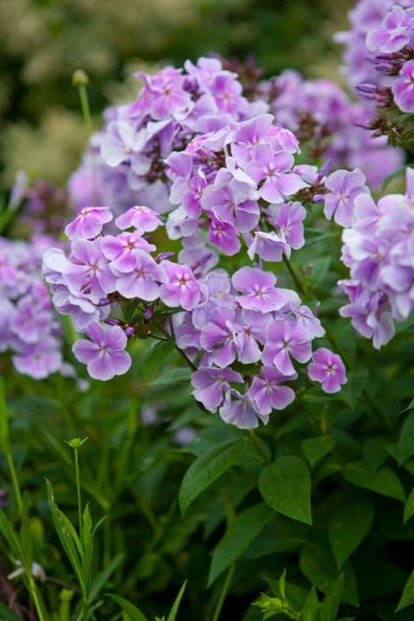 perennial phlox 'Franz Schubert'