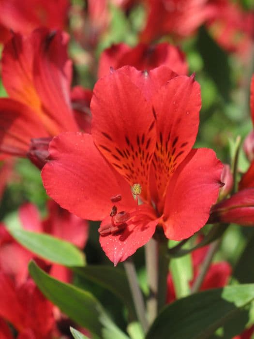 Peruvian lily 'Red Elf'