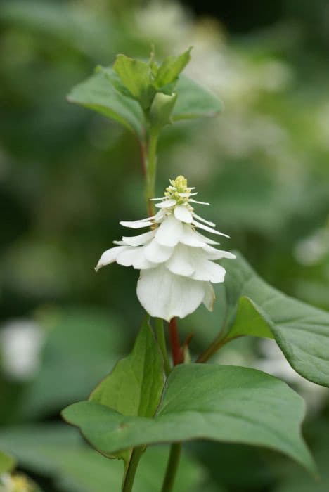 heart-leaved houttuynia 'Flore Pleno'